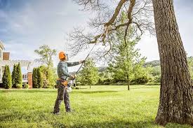 Tree and Shrub Care in Fair Oaks, GA